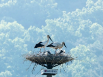 야생번식에 성공하는 천연기념물 황새, 매년 증가.png
